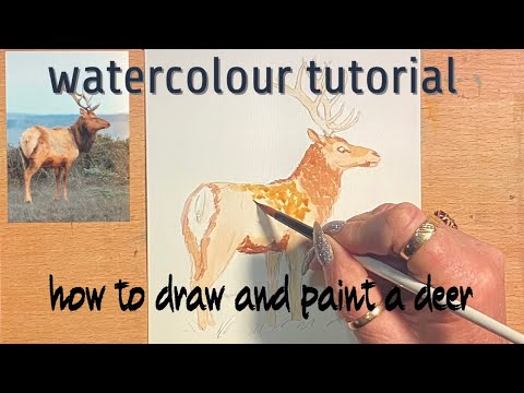 Watercolour tutorial , how to paint a deer