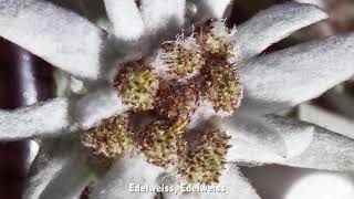 Edelweiss Music Video