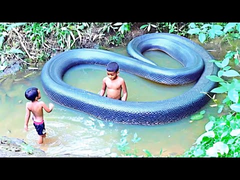 Great Connection Between a Big Snake and Some Humans