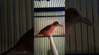 Download lagu Suara Memanggil Burung Cucak Emas Gacor Pancingan untuk Burung Lain Agar Nyaut Bunyi dan Emosi #bird mp3