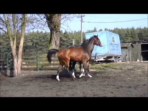 Quantina klacz po Quite Rubin/Quidam's Rubin/Sandro Song, ur 2011r ,rasa hann.