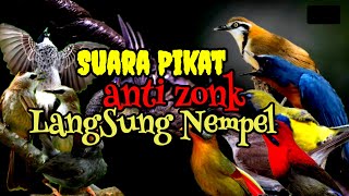 Download lagu Suara Pikat Burung Ribut || Pikat Terbaru Hitungan Menit,Langsung Lengket! mp3