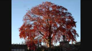 The Kinks, Autumn Almanac