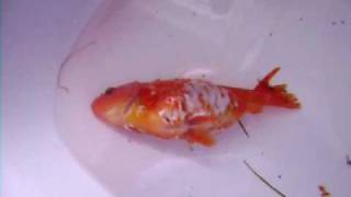 Fish I found in the Garden.AVI