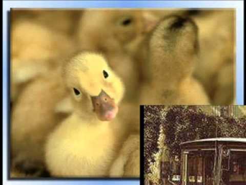 MINZOTO WELLA-WELLA - SONGI SONGI PAFI