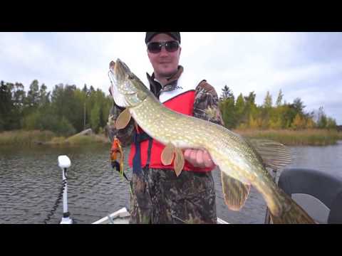 Syyshauen kalastusta merellä - Hauenkalastus - Heittoperho - Spintube - Eumer