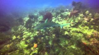 preview picture of video 'Guanica Shark Encounter'