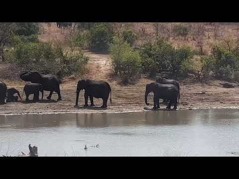 Djuma: Elephants herd sips and dips, Warthogs, Impalas and Nyala bull - 09:54 - 09/28/21