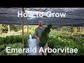 How to grow Emerald Arborvitae (Thuja occidentalis 'Smaragd') with detailed description