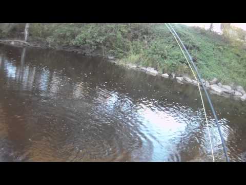 Harjusta pintaperholla