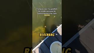 Download lagu Cowo Ini KEHILANGAN IKAN Kesayangannya❗😲#ikan #mancing #videoviral mp3