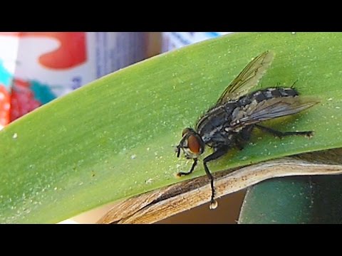Moucha domácí - The housefly (Musca domestica)