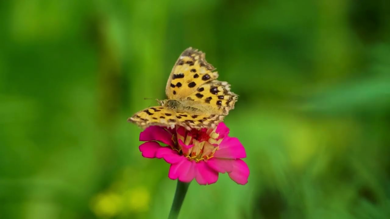 Relaxing music Relieves stress, Anxiety and Depression 🌿 Relaxing Music to Rest the Mind