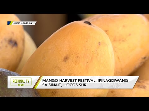 Regional TV News: Mango Harvest Festival, ipinagdiwang sa Sinait, Ilocos Sur