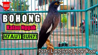 Download lagu pancingan jalak nias agar gacor - solusi mengatasi jalak nias macet bunyi - BUKTIKAN mp3