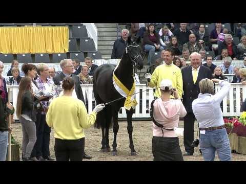 Finest - Hannoveraner Prämienhengst 2013