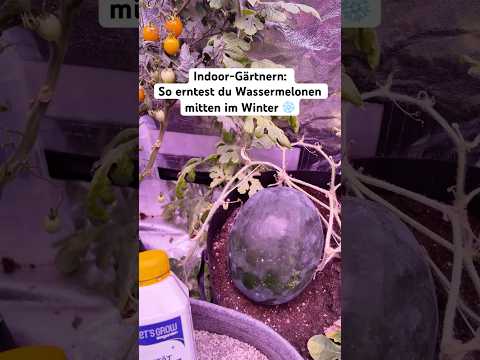 Weihnachts-Wassermelone: Ernte-Experiment im Growzelt! 🍉