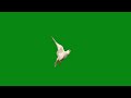 Pigeon Flying On Green Screen