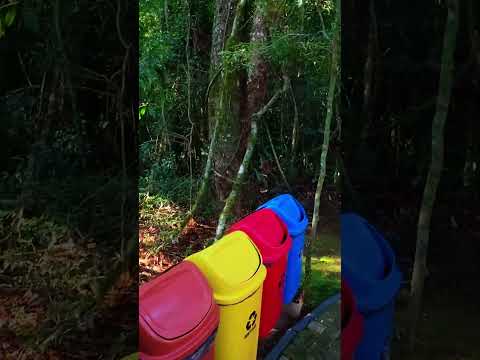 el tesoro natural de Rio Grande do Sul  #canela #viajes #cascatadocaracol #short #brasil