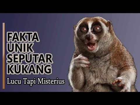 Hewan Kukang - Fakta Unik Kukang sebagai Hewan Lucu yang Misterius