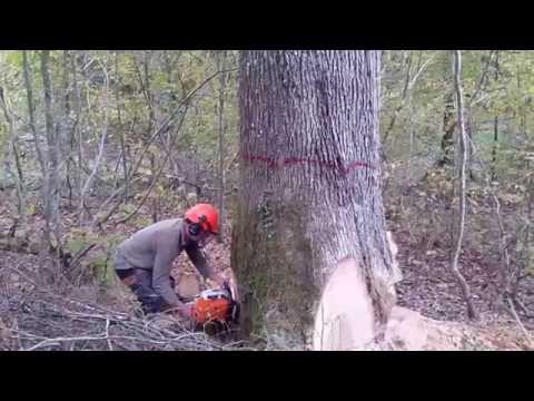 download lagu mp3 mp4 Abattage Arbre, download lagu Abattage Arbre gratis, unduh video klip Abattage Arbre