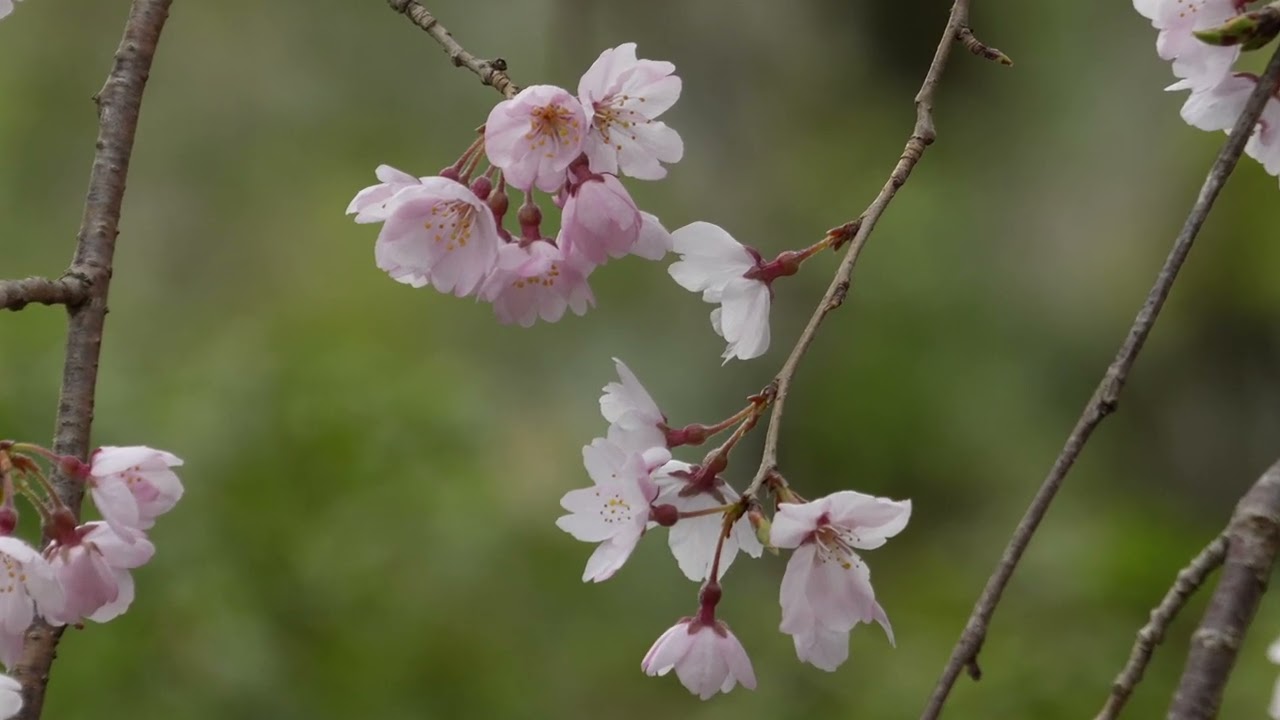 春日大社の桜、撮影：3月23日(月)