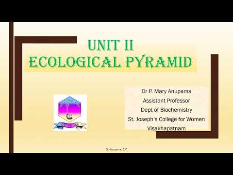 Ecological Pyramids – Ecosystem