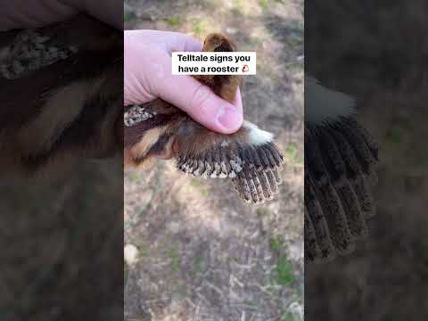 Signs you have a rooster. 👀 #rooster #chickens #poultry #farming #chicks #egg #homestead #shorts