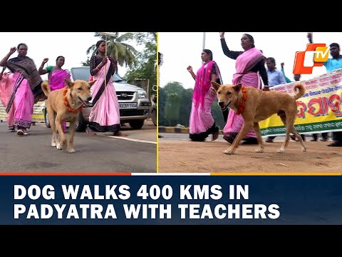 Dog Walks 400 KMs In Padyatra With Teachers | OTV News English