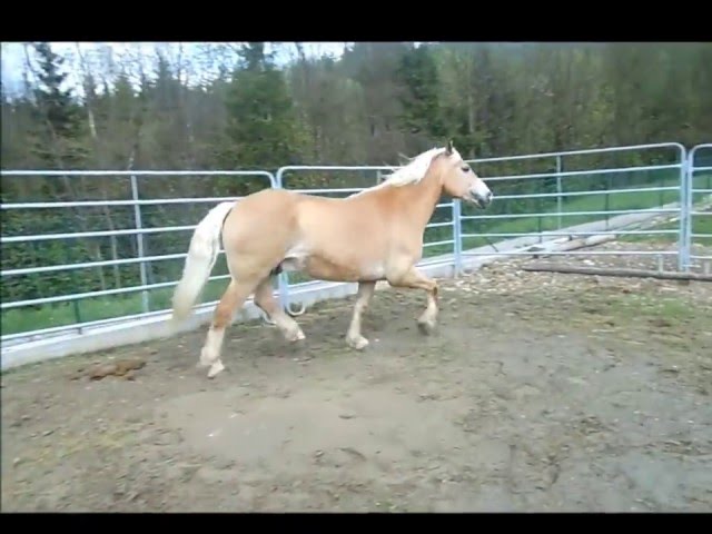 Haflinger 