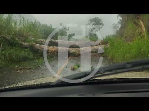 Fuertes vientos y lluvias provocan caída de árboles y vías bloqueadas en Limón y Cartago