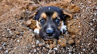 Innocent Puppy Can't Understand Why He Was Abandoned