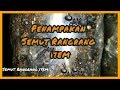 Inilah Semut Rangrang Item Itu Jantan