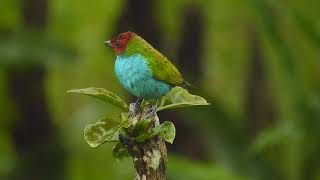 You are my all in all (Point Of Grace) Jesus You are my Strength#