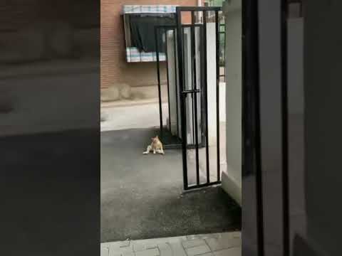 cat flips a coin😱😱😱😱😱|cat shows its| cats lover talent#animallover#cute#funny#pets#cats#dogs#youtube