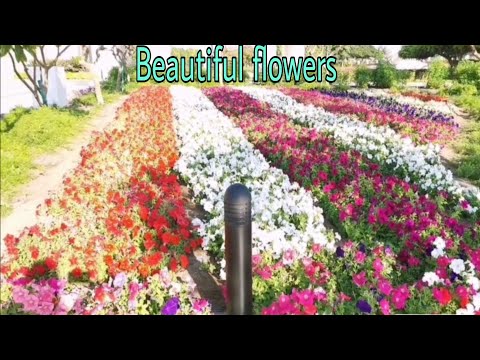 Beautiful flowers Amazing landscaps