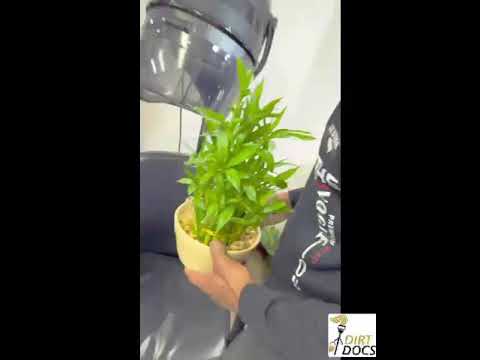 Dirt Docs Cleaning Service video.