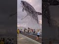 The Big Fish Status L Beautiful Big Fish Video L Fishing Status L
