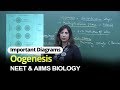 NEET Biology Oogenesis Important Diagram In English Misostudy