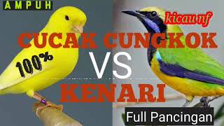 Download lagu masteran ampuh kenari vs cungkok- suara jernih.#Cungkok #MasteranAmpuh #SuaraJernih mp3 Download lagu masteran ampuh kenari vs cungkok- suara jernih.#Cungkok #MasteranAmpuh #SuaraJernih mp3