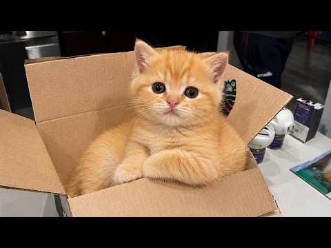 Funny Cats Compilation 2026 🤣| TRY NOT TO LAUGH 🐱 Funny Animal Videos Part 9