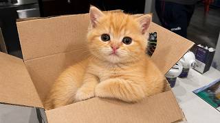 Funny Cats Compilation 2026 🤣| TRY NOT TO LAUGH 🐱 Funny Animal Videos Part 9 MQDEFAULT Thumbnail