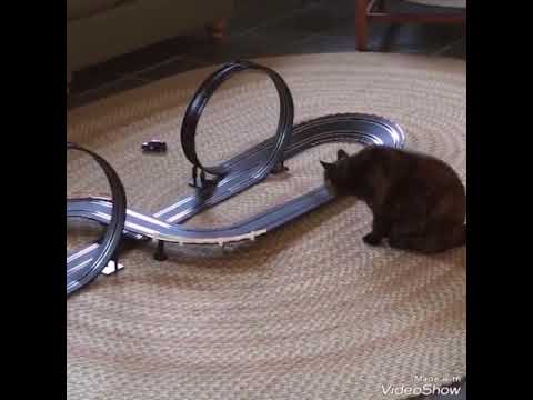 You will laugh till you fart