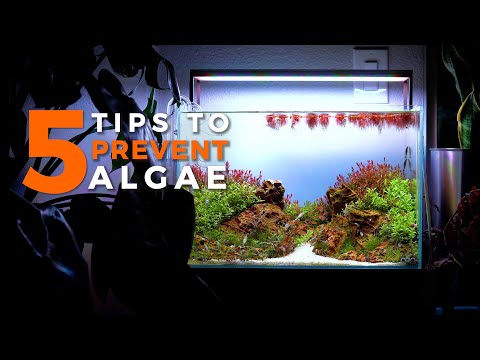 How to PREVENT Aquarium Algae | 5 Tips
