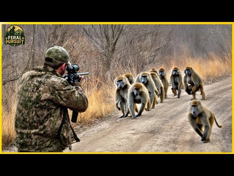 Danger in the Fog – Rifle Hunters Confront Bold Baboons in Ethiopia’s Rugged Hills