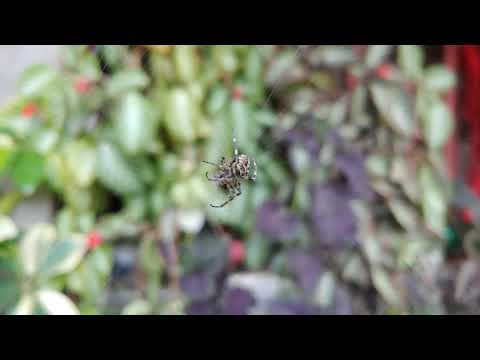 LG V50 ThinQ Manual Video Mode 4k at 60fps