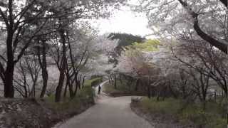 preview picture of video '2012-04-20 삼척 봉황산 (벛꽃)'