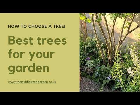 Trees for small gardens - expert tips and new ideas