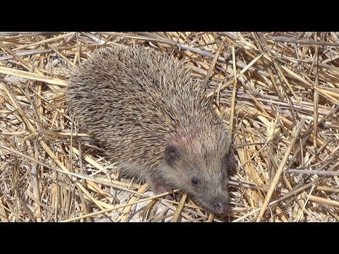 Erizo común - Erinaceus europaeus