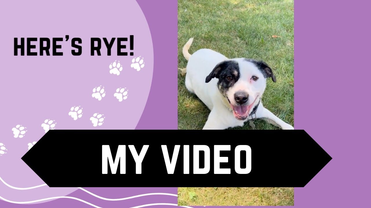 Enlarge Rye, a Adoptable mixed breed in Washington, DC video 6/6